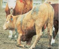 Pododermatitis Aseptika Diffuza