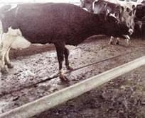 Pododermatitis Aseptika Diffuza