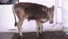 Pododermatitis Aseptika Diffuza