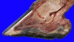 Pododermatitis Aseptika Diffuza