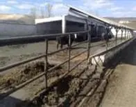 Pododermatitis Purulenta Profunda