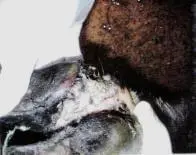 Pododermatitis Purulenta Profunda