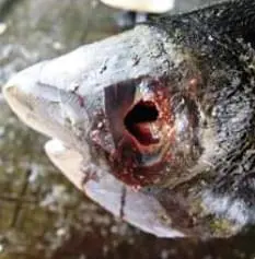 Pododermatitis Purulenta Profunda