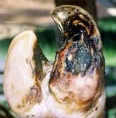 Pododermatitis Purulenta Profunda