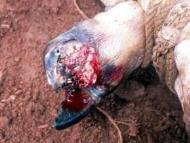 Pododermatitis Purulenta Profunda