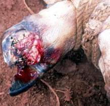 Pododermatitis Purulenta Profunda