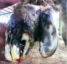 Pododermatitis Purulenta Profunda