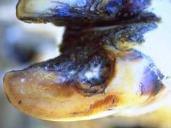 Pododermatitis Purulenta Superficialis