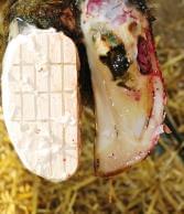 Pododermatitis Purulenta Superficialis