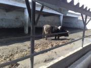 Pododermatitis Purulenta Superficialis