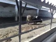 Pododermatitis Purulenta Superficialis