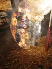 Pododermatitis Purulenta Superficialis