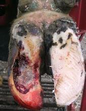 Pododermatitis Purulenta Superficialis