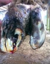 Pododermatitis Purulenta Superficialis