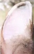 Taban Ucu Apsesi