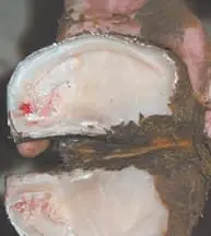 Taban Ülseri