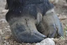 Tırnak Çatlağı