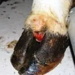 Verrikoz Dermatitis