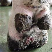 Verrikoz Dermatitis
