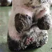 Verrikoz Dermatitis