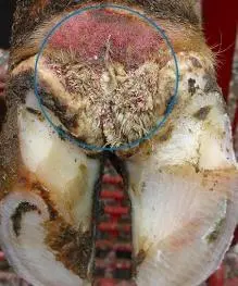 Verrikoz Dermatitis